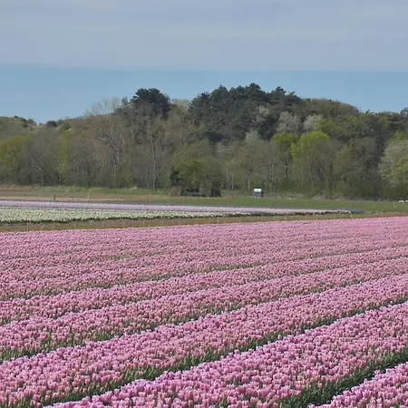 Bloei Aan Zee 180m From Sea And Center Holiday home *