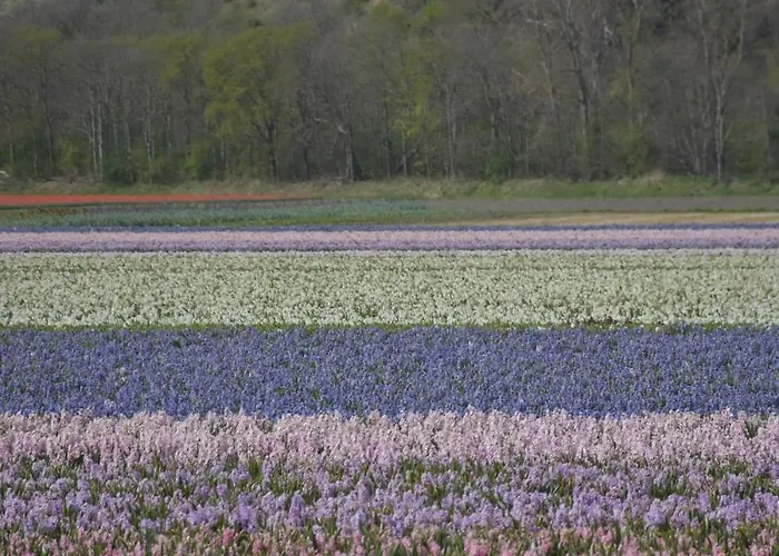 בית נופש Bloei Aan Zee 200 M From Sea And Center