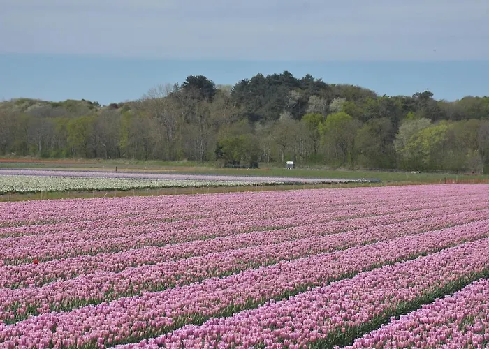 Bloei Aan Zee 200 M From Sea And Center Casa de Férias *